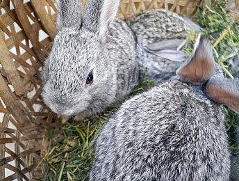 传闻：《黑手党4》或将很快公布 三至四周